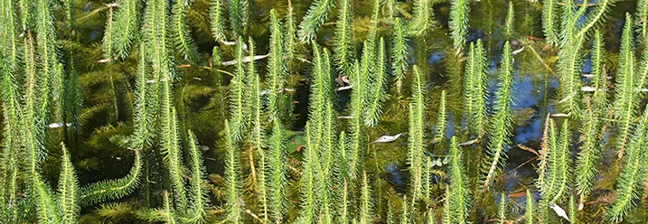 Grüne Wasserpflanzen in einem Teich.